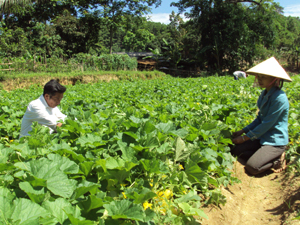 Nông dân xóm Gò Đồi, xã Lạc Hưng (Yên Thuỷ) chuyển đổi ruộng một vụ sang trồng bí xanh.