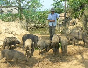 Từ nguồn vốn vay của Ngân hàng CSXH Đà Bắc, anh Khương Đức Thụ xóm Sèo, xã Cao Sơn đầu tư chăn nuôi lợn rừng đem lại hiệu quả kinh tế cao.