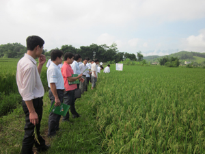 Các đại biểu thăm quan mô hình sản xuất thử giống lúa lai CT 16 và TH 7 - 2 tại xóm Chùa, xã Tử Nê.
