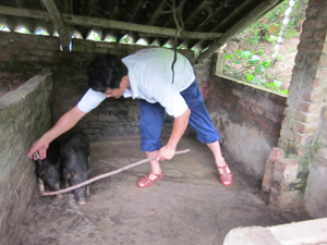 Công tác tiêm phòng bệnh cho gia súc được hộ chăn nuôi xóm 2, xã Sủ Ngòi chú trọng.