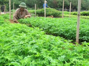 Công nhân Công ty Giống cây trồng Hòa Bình chăm sóc cây giống xoan lai phục vụ công tác trồng rừng năm 2012. Ảnh: N.A
