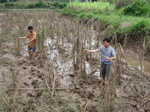 Vườn mía của gia đình anh Bùi Văn Chiến bị ngập nước và chết sau trận mưa lớn vừa qua.