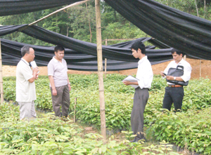 Ngành lâm nghiệp chủ động gieo ươm các loại cây giống chất lượng cao phục vụ kế hoạch trồng rừng năm 2012. Ảnh: Cán bộ ban quản lý dự án lâm nghiệp kiểm tra vườn ươm cây giống xã Độc Lập (Kỳ Sơn).