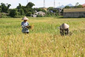 Nông dân thị trấn Kỳ Sơn tập trung thu hoạch lúa vụ chiêm.