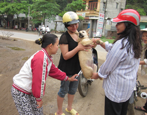 Tháng 4/2012, huyện Tân Lạc triển khai tiêm vác xin phòng dại cho đàn chó đạt tỷ lệ cao.