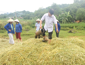 Nông dân xã Phong Phú (Tân Lạc) thực hành sử dụng chế phẩm trộn, ủ rơm rạ.