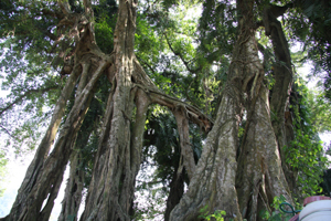 Cây si xóm Suối Cốc, xã Hòa Sơn có tuổi thọ 800 năm, vừa được công nhận là cây di sản.