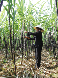 Cây mía trở thành cây mũi nhọn trong phát triển  kinh tế ở xã Bắc Phong (Cao Phong) với thu nhập trên dưới 140 triệu đồng/ha/năm.