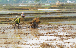 Nông dân xóm Om Làng, xã Cao Dương (Lương Sơn) khẩn trương làm đất chuẩn bị cho sản xuất vụ mùa.