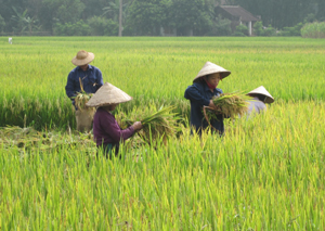 Nông dân xã Tân Mỹ (Lạc Sơn) thu hoạch nhanh, gọn lúa chiêm – xuân, năng suất đạt 57,3 tạ/ha.