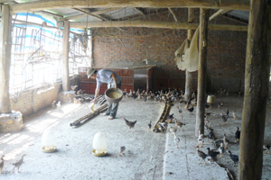 Từ vốn vay của NHCSXH huyện Đà Bắc, gia đình ông Khương Đức Thụ ở xóm Sèo, xã Cao Sơn đầu tư chăn nuôi gà cho hiệu quả kinh tế cao.