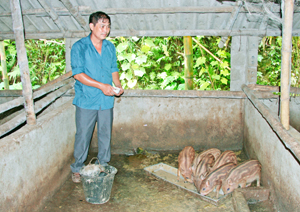 Thương binh Trần Viết Ngân chăm sóc đàn lợn “đặc sản” của gia đình.