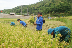 ĐV-TN tập trung thu hoạch lúa vụ chiêm - xuân giúp hộ gia đình chính sách xóm Nà Mằn, xã Mường Chiềng (Đà Bắc) trong chiến dịch hè tình nguyện năm 2012.