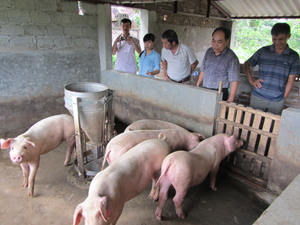 Đàn lợn của gia đình Nguyễn Ngọc Chương, xã Nhuận Trạch (Lương Sơn) đã được điều trị khỏi bệnh tai xanh.