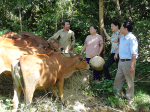 Lãnh đạo Hội CCB tỉnh thăm mô hình chăn nuôi bò của gia đình CCB Đinh Công Hải, hội viên Hội CCB xã Hợp Đồng (Kim Bôi).