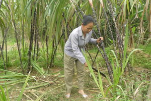 Từ nguồn vốn vay của NHCSXH Kim Bôi, gia đình bà Bùi Thị Dấu, xóm Ve, xã Đông Bắc đầu tư phát triển kinh tế gia đình thoát nghèo bền vững.