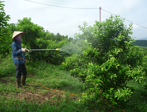 Trong 6 tháng đầu năm 2012, huyện Cao Phong đã trồng mới được 55 ha cam, quýt.  ảnh: Hộ gia đình ông Đoàn Thế Vinh, khu 6, thị trấn Cao Phong chăm sóc cây cam