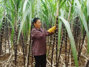 Hưởng ứng phong trào thi đua chuyển đổi cơ cấu cây trồng, mùa vụ, đến nay, huyện Cao Phong đã trồng được trên 2.400 ha mía cho hiệu quả kinh tế cao (ảnh chụp tại xóm Rú 1, xã Xuân Phong).
