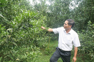 Ông Phạm Văn Hòa, khu 3, thị trấn Cao Phong trồng 6 ha cam, thu nhập trên 3 tỉ đồng là điển hình SX-KD giỏi của huyện Cao Phong. Ảnh: L.C
