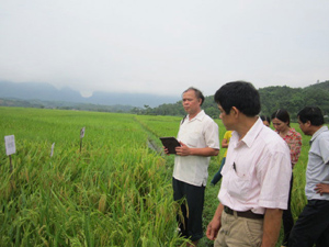 Các đại biểu thăm diện tích trồng khảo nghiệm giống lúa nông hộ tại xã Vĩnh Đồng.