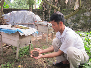 Hàng trăm đàn ong của xã Trung Minh bị thiệt hại do hút phải mật, phấn hoa cây trồng vừa phun thuốc BVTV.