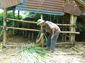 Từ vốn vay ưu đãi của NHCSXH, hộ gia đình ở xóm Lãi, xã Tây Phong (Cao Phong) đầu tư vào chăn nuôi đem lại  hiệu quả kinh tế cao.