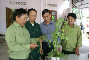 CCB Bùi Đắc Quang, xóm Tày Măng, xã Tu Lý (Đà Bắc) gới thiệu với lãnh đạo Hội CCB tỉnh và huyện về giống cây giảo cổ lam trên vùng Đà Bắc.