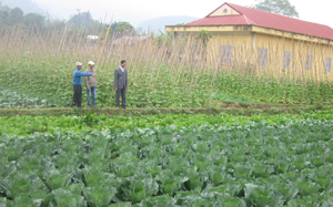 Nông dân xã Mai Hịch (Mai Châu) thực hiện mô hình chuyển đổi cơ cấu cây trồng mang lại thu nhập cao gấp 2 - 3 lần so với cấy lúa.