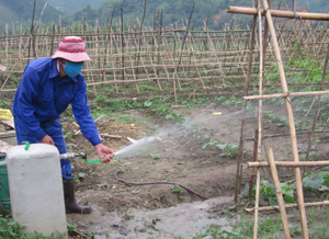 Vùng sản xuất rau an toàn xã Hòa Bình (TPHB) đã được kiểm nghiệm mẫu đất, nước đủ điều kiện.

