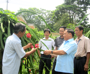 Đoàn công tác Thường trực HĐND tỉnh tìm hiểu mô hình phát triển cây thanh long tại xóm Giếng (Hợp Thành - Kỳ Sơn).
