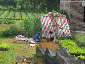 Nhân dân xã Phú Thành (Lạc Thuỷ) ươm giống keo lai chuẩn bị cho vụ trồng rừng hè - thu năm 2013.

