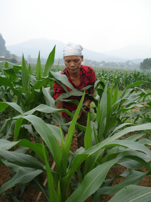 Nông dân xã Trung Bì đẩy mạnh chuyển đổi cơ cấu cây trồng, thâm canh, tăng vụ.

