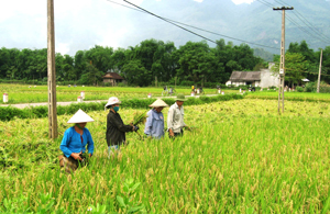 Đến ngày 29/5, toàn tỉnh đã thu hoạch trên 1.700 ha lúa chiêm xuân (Ảnh: thu hoạch lúa xuân trà sớm trên địa bàn xã Địch Giáo, Tân Lạc).