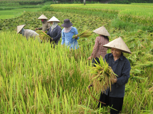 Nông dân xã Sào Báy (Kim Bôi) tập trung thu hoạch lúa xuân.