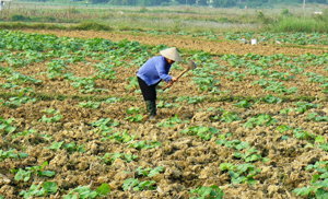 Nhân dân thôn Quyền Chương, xã Cao Thắng (Lương Sơn) tập trung chăm sóc rau màu.