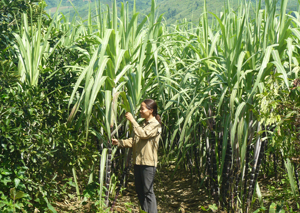 Từ vốn vay ưu đãi của NHCSXH, hội viên phụ nữ xóm Hải Phong, xã Bắc Phong (Cao Phong) đầu tư trồng mía tím đem lại thu nhập khá.
