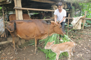 Gia đình anh Hoàng Công Sao, xóm Đồi, xã Hợp Đồng (Kim Bôi) phát triển kinh tế với mô hình chăn nuôi bò kết hợp trồng rừng.