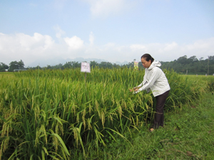 Thời gian qua, thôn Đồng Sương, xã Thành Lập (Lương Sơn) đã xây dựng nhiều mô hình về thâm canh lúa và trồng rau hữu cơ góp phần nâng cao hiệu quả lao động sản xuất của người dân. 

 
