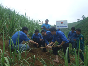 Đại diện chi đoàn Báo Hòa Bình và Thành đoàn Hòa Bình tham gia trồng vườn cam thanh niên tại xóm Đồng Chụa, xã Thống Nhất (TPHB).

