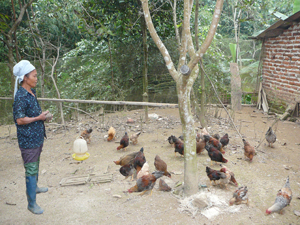 Năm 2013, các chương trình, dự án đã thực hiện dạy nghề nuôi gà thả vườn cho 446 lao động nông thôn, trong đó, 357 người có việc làm được bao tiêu sản phẩm. Ảnh: Hộ nông dân xã Địch Giáo (Tân Lạc) áp dụng mô hình nuôi gà thả vườn nâng cao thu nhập.  

