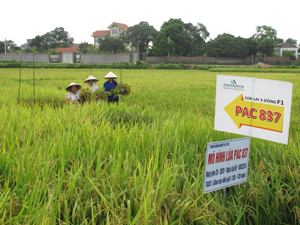 Nông dân thôn Đồng Bưng, xã Nhuận Trạch thu hoạch diện tích trồng khảo nghiệm giống lúa lai PAC 837, năng suất đạt 70,2 tạ/ha.


