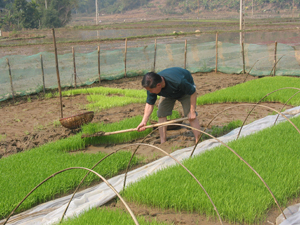 Nông dân xã Đồng Tâm (Lạc Thủy) triển khai cấy lúa vụ mùa.
