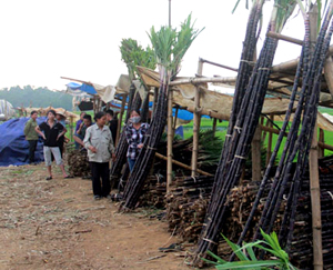 Người nông dân huyện Tân Lạc đang gặp khó khăn trong tiêu thụ mía tím. 

ảnh: Mía tím của nông dân xã Phong Phú tập kết ven QL6 chờ tư thương thu mua.            

