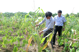Cán bộ phòng NN&PTNT kiểm tra tình trạng hạn hán trên cánh đồng xóm Nghìa, xã Ngọc Lương.