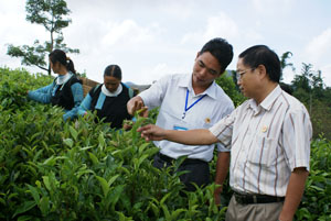 Lãnh đạo Hội CCB tỉnh thăm mô hình trồng chè  của chi hội CCB xóm Trà Đáy, xã Pà Cò (Mai Châu).
