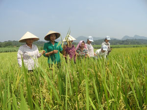 Nông dân huyện Lương Sơn thường xuyên kiểm tra diện tích lúa xuân trà chính vụ để kịp thời thu hoạch khi lúa đủ độ chín.

 
