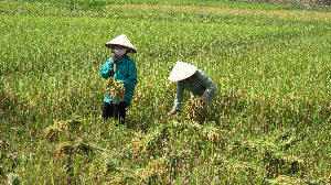Nông dân xã Vĩnh Đồng (Kim Bôi) thu hoạch lúa chiêm.