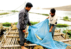 Thực hiện Nghị quyết số 08 của Huyện ủy Đà Bắc về phát triển nghề nuôi trồng thủy sản trên vùng hồ sông Đà, xã Tiền Phong đã có 203 hộ nuôi 287 lồng cá. Ảnh: PV.

 


