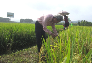 Ông Nhữ Văn Việt, thôn Tân Tiến, Đồng Tâm (Lạc Thủy) kiểm tra diện tích lúa TBR225 của gia đình với năng suất cao, chất lượng tốt. Ảnh: P.V