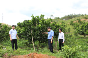 Hội đồng thẩm định NTM tỉnh và huyện đi kiểm tra mô hình trồng cây có múi tại xã Tử Nê, Tân Lạc.